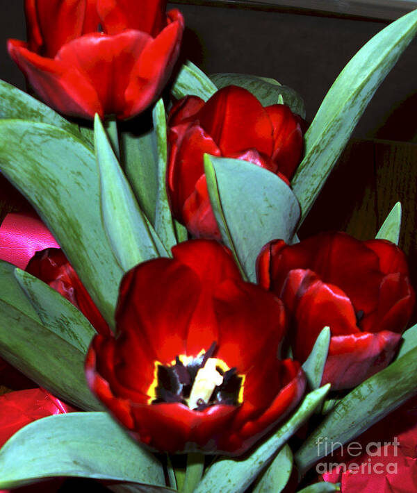 Still Life Poster featuring the painting Red Tulips by Vivian Cook