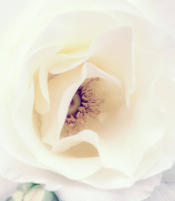 Love Poster featuring the photograph Romance in a Rose by Spikey Mouse Photography