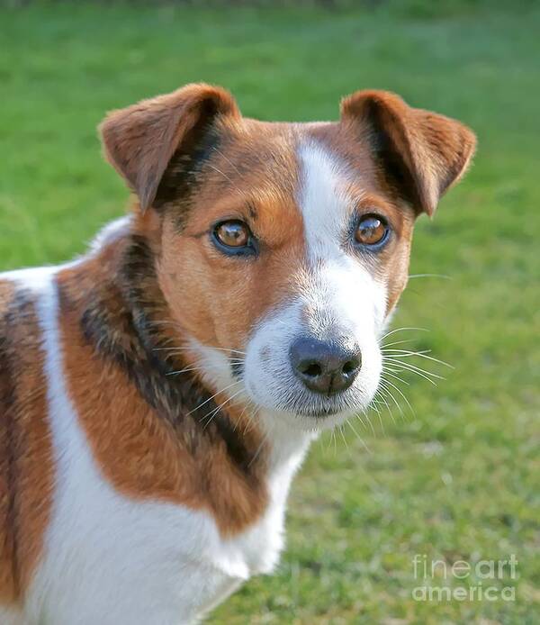 Dog Poster featuring the photograph Rosie by David Birchall