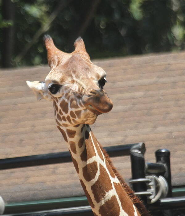 Giraffe Poster featuring the photograph Rothschild Giraffe 3 by Cathy Lindsey