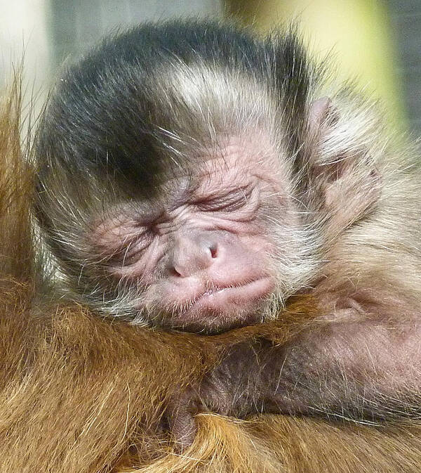 Capuchin Poster featuring the photograph Secure On Mother's Back by Margaret Saheed