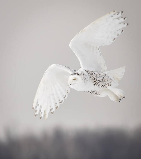 Snowy Owl (bubo Scandiacus) Poster featuring the photograph Snowy Owl In Flight 4 by Thomas Young