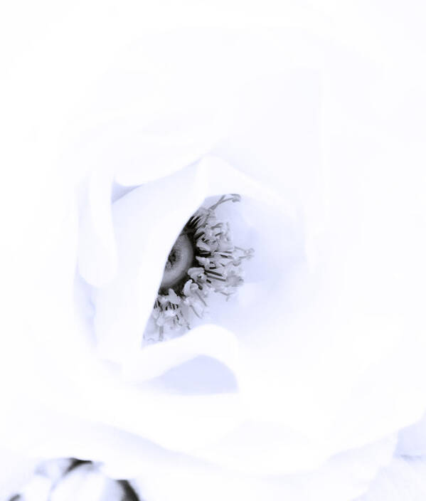 Rose Poster featuring the photograph Stamens in Blue by Spikey Mouse Photography
