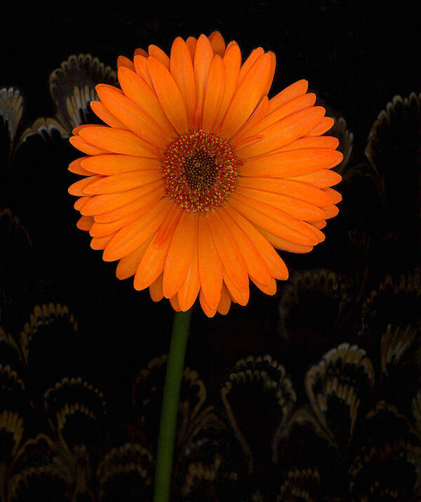 Gerbera Daisy Poster featuring the photograph Standing Tall by Suzanne Gaff