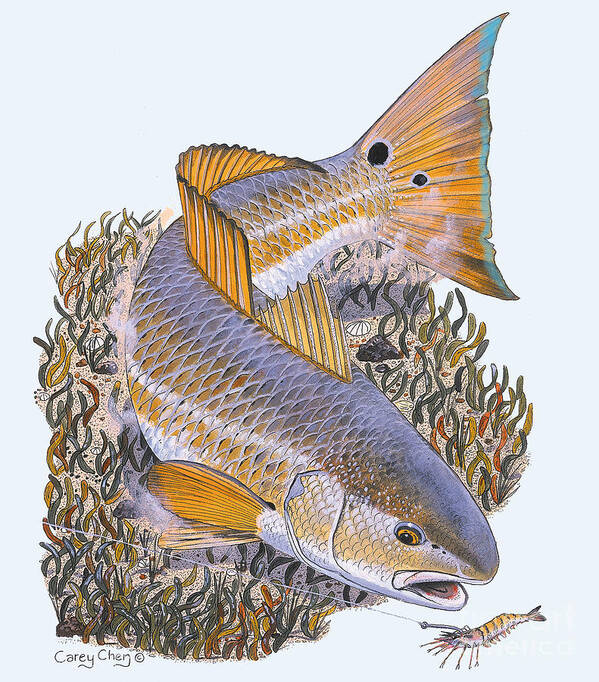 Redfish Poster featuring the painting Tailing Redfish by Carey Chen