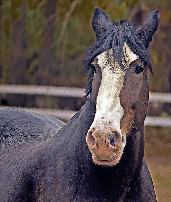 Alert Poster featuring the photograph This Shire Horse Is Over 18 Hands by Constantine Gregory