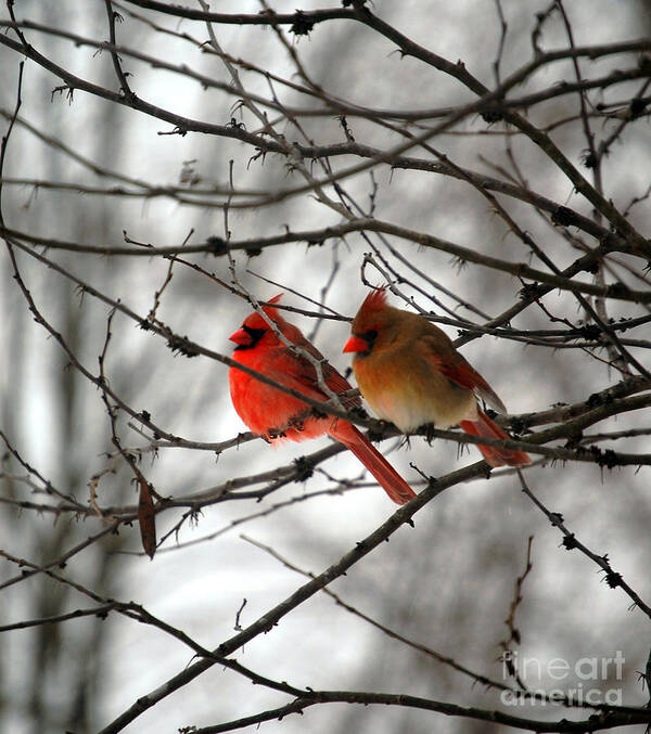 Cardinals Poster featuring the photograph True Love Cardinal by Peggy Franz