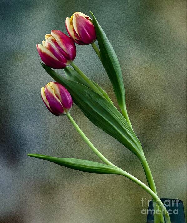 Flowers Poster featuring the photograph Tulips by Shirley Mangini