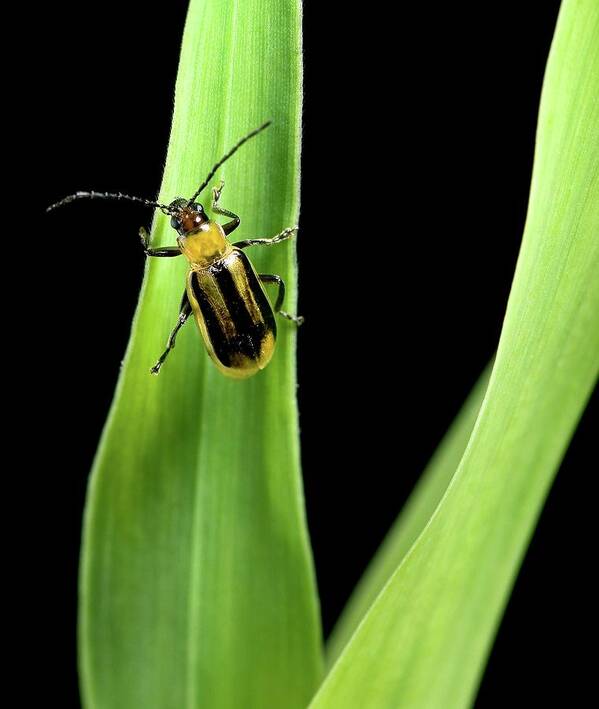 Adult Poster featuring the photograph Western Corn Rootworm Beetle by Stephen Ausmus/us Department Of Agriculture/science Photo Library