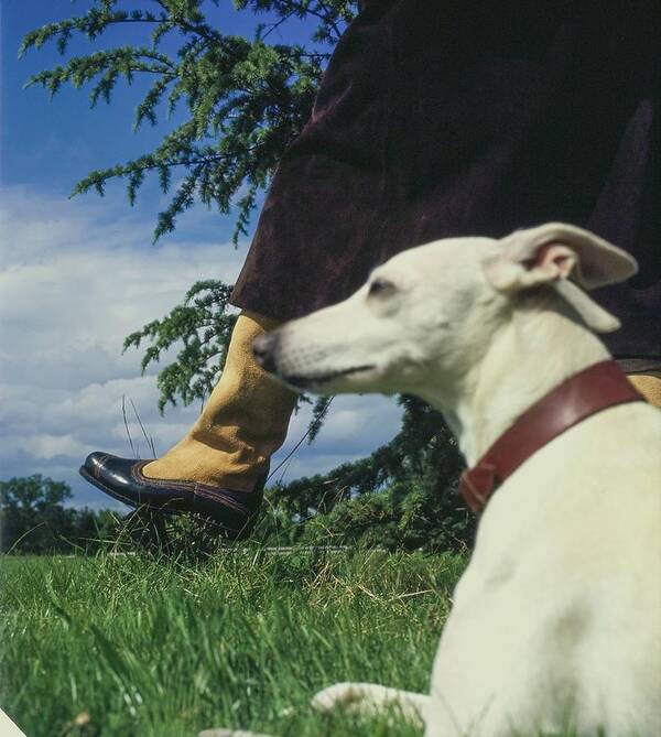Fashion Poster featuring the photograph Whippet Dog And Hubert De Givenchy by John Cowan