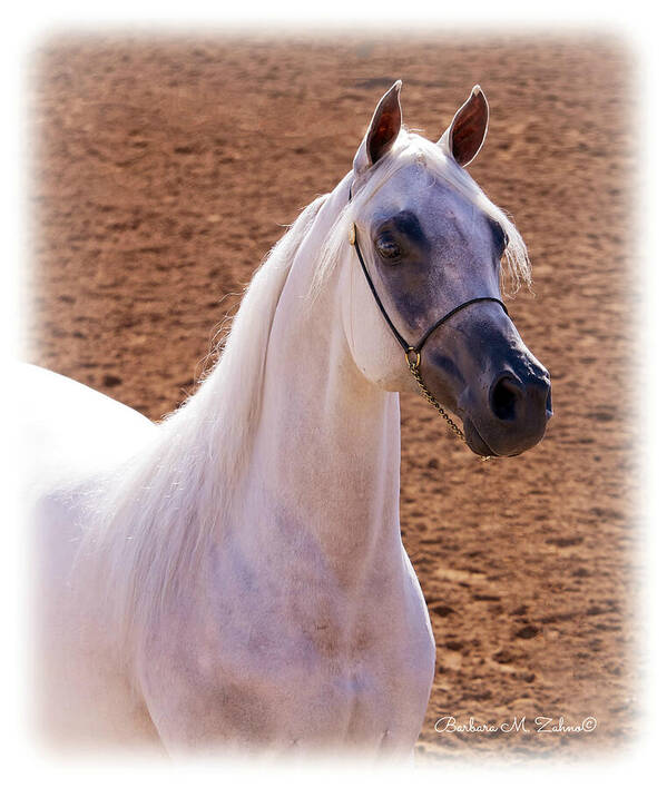 Horses Poster featuring the photograph White Beauty by Barbara Zahno