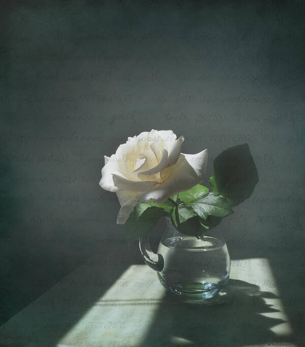 Rose Poster featuring the photograph White Rose Still Life by Deborah Smith
