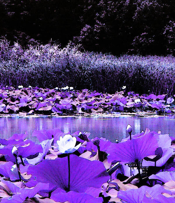 Water Lotus Poster featuring the photograph White Water Lotus in Violet by Shawna Rowe