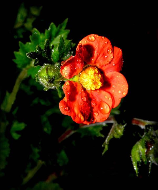 Flower Photography Poster featuring the photograph After The Rain #1 by Kim Galluzzo