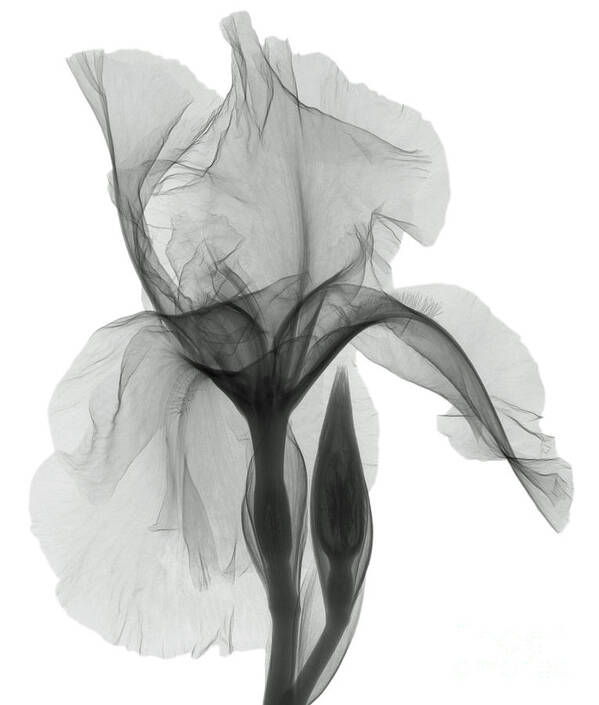 Xray Poster featuring the photograph An X-ray Of An Iris Flower by Ted Kinsman