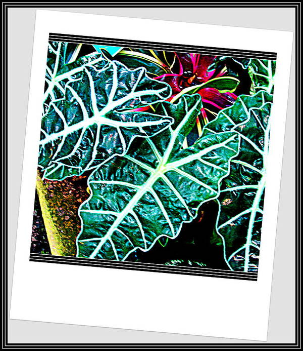 Leafs Poster featuring the photograph Leafs #1 by Anand Swaroop Manchiraju