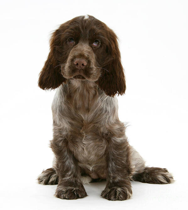 Animal Poster featuring the Cocker Spaniel Puppy #5 by Mark Taylor