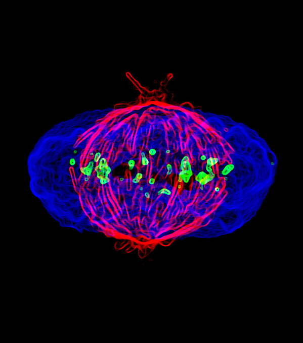 Metaphase Poster featuring the photograph Mitosis #9 by Dr Paul Andrews, University Of Dundee