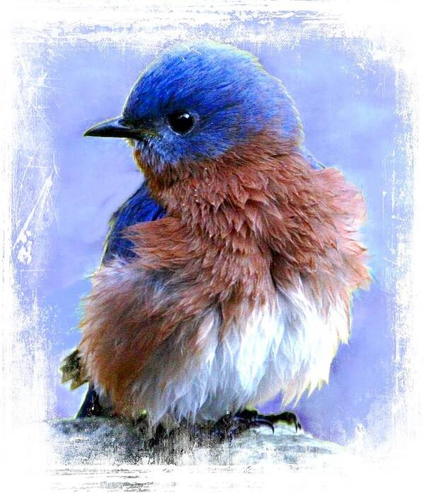 Bluebird Poster featuring the digital art All Puffed Up by Carrie OBrien Sibley