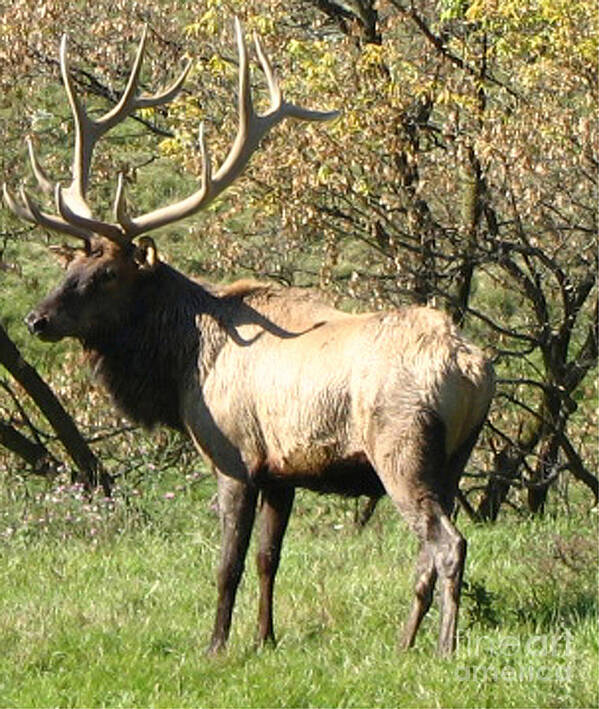 Landscape Poster featuring the photograph Bull Elk by The Kepharts 