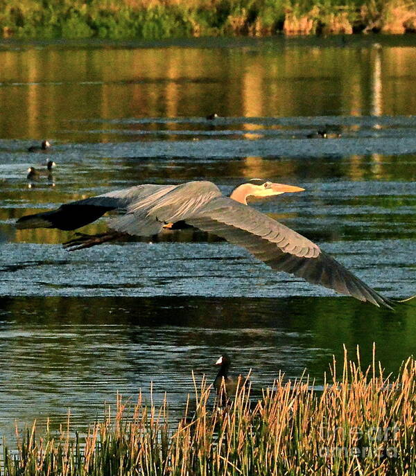 Heron Poster featuring the photograph Colorful Evening Flight by Carol Bradley
