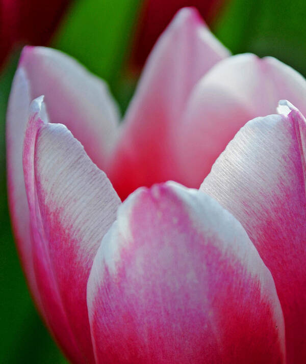 Tulip Poster featuring the photograph Deluscious by Melanie Moraga