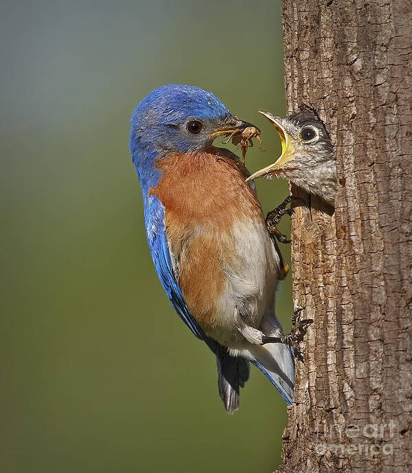 Eastern Poster featuring the photograph Eastern Bluebird Feeding Chick by Susan Candelario