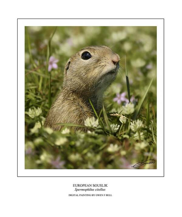 Ground Squirrel Poster featuring the digital art European Souslik by Owen Bell