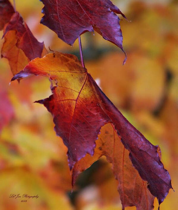 Autumn Poster featuring the photograph Fall Leaf by Jeanette C Landstrom