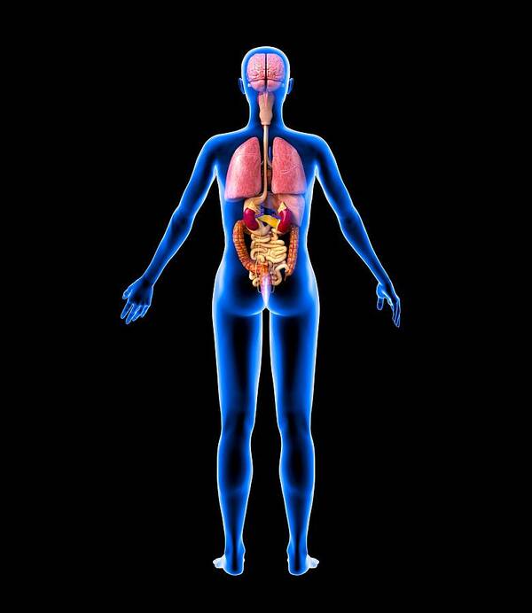 Kidney Poster featuring the photograph Female Internal Organs, Artwork by Roger Harris