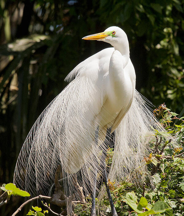 Great White Egret 2 Poster featuring the photograph Great White Egret 2 by Rick Hartigan