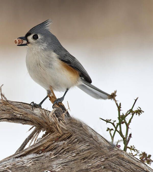  Tufted Titmouse Poster featuring the photograph Have a nut by Roni Chastain