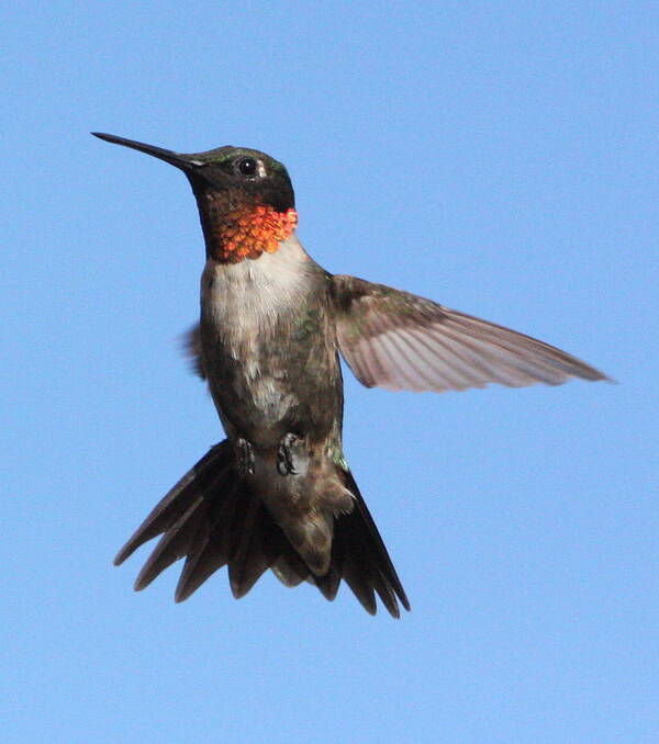 Hummingbird Poster featuring the photograph Hovering by John G Schickler