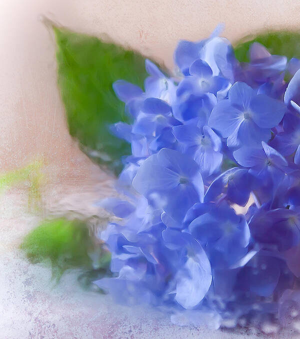 Hydrangea Poster featuring the photograph Hydrangea by Anna Rumiantseva