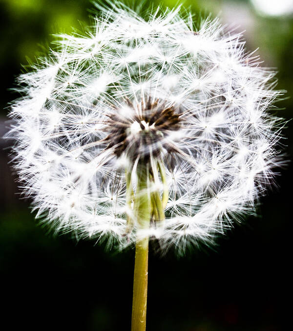 Flower Poster featuring the photograph Make A Wish by Elizabeth Richardson