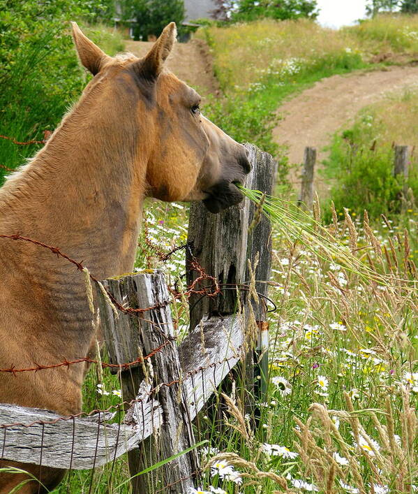 Horse Poster featuring the photograph Munching On Daisies by Rory Siegel