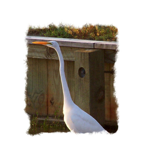 Crane Poster featuring the photograph Ready For Flight by Kim Galluzzo