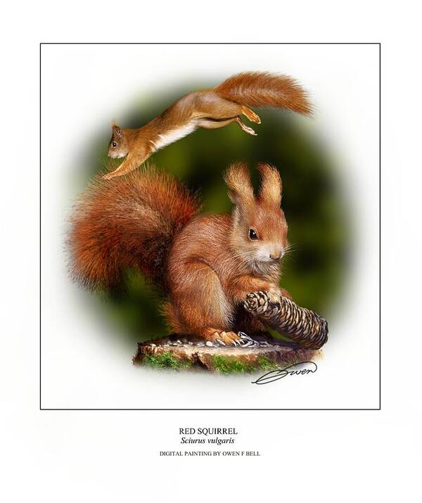 Red Squirrel Poster featuring the digital art Red Squirrel by Owen Bell
