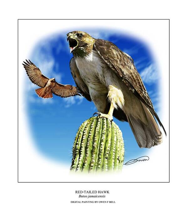Red Tailed Hawk Poster featuring the digital art Red Tailed Hawk by Owen Bell