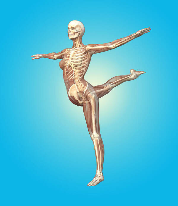 Human Poster featuring the photograph Skeleton Dancing by Roger Harris