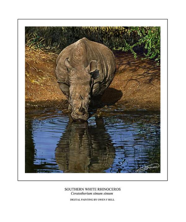 Rhinoceros Poster featuring the digital art Southern White Rhinoceros at Waterhole by Owen Bell