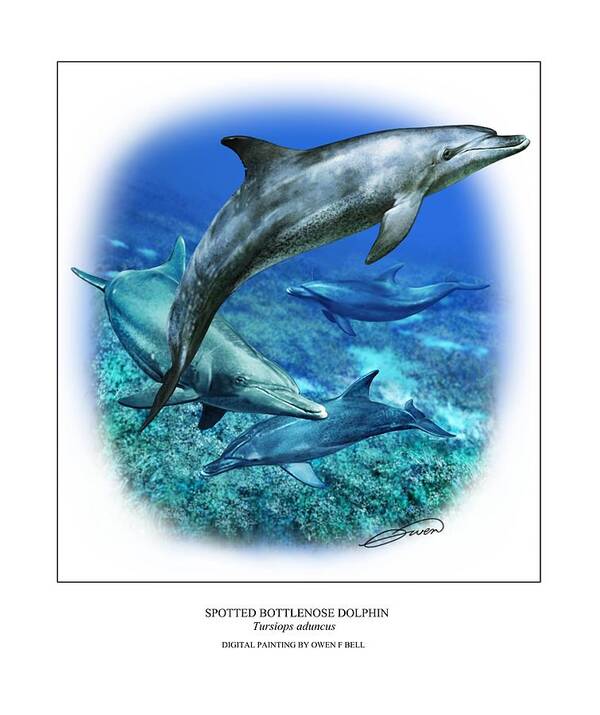 Spotted Poster featuring the digital art Spotted Bottlenose Dolphin by Owen Bell