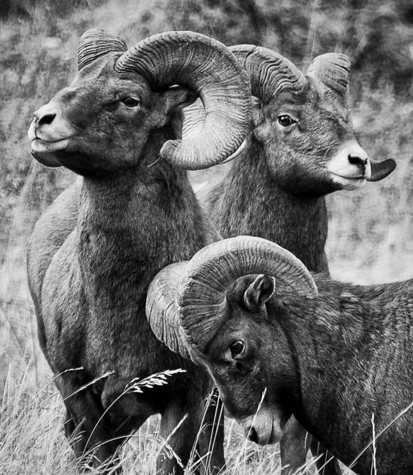 Rocky Mountain Bighorn Poster featuring the photograph Stoic Horns by Kevin Munro