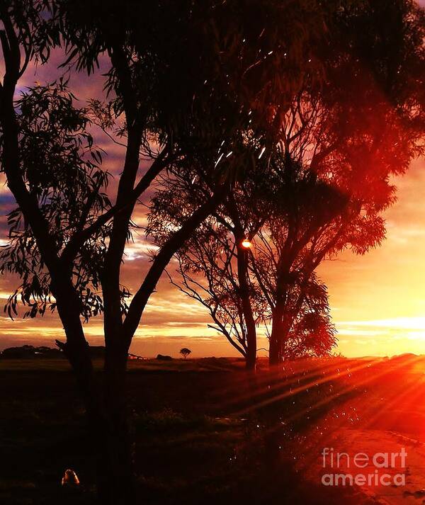 Australia Poster featuring the photograph Sunset through the trees by Blair Stuart