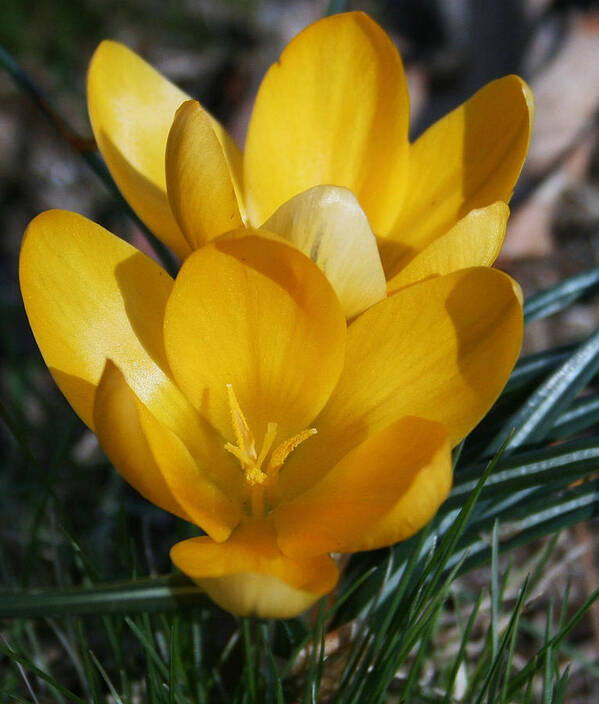 Yellow Poster featuring the photograph Yellow Crocus by Karen Harrison Brown