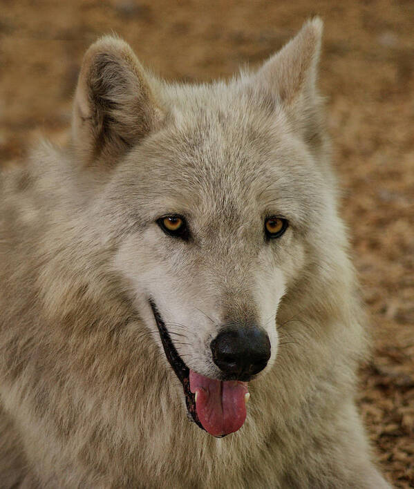Wolf Poster featuring the photograph Wolf by Sandy Keeton