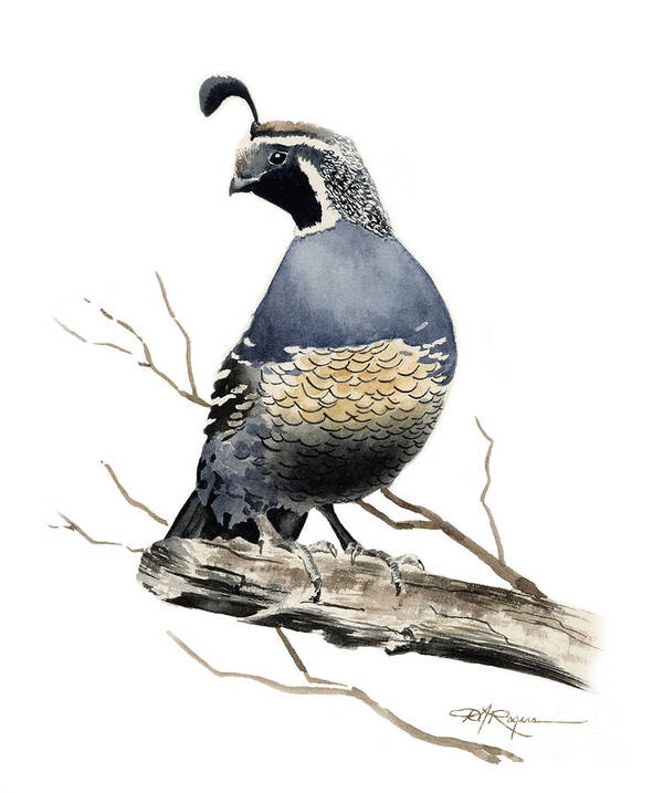 California Poster featuring the painting California Quail #1 by David Rogers