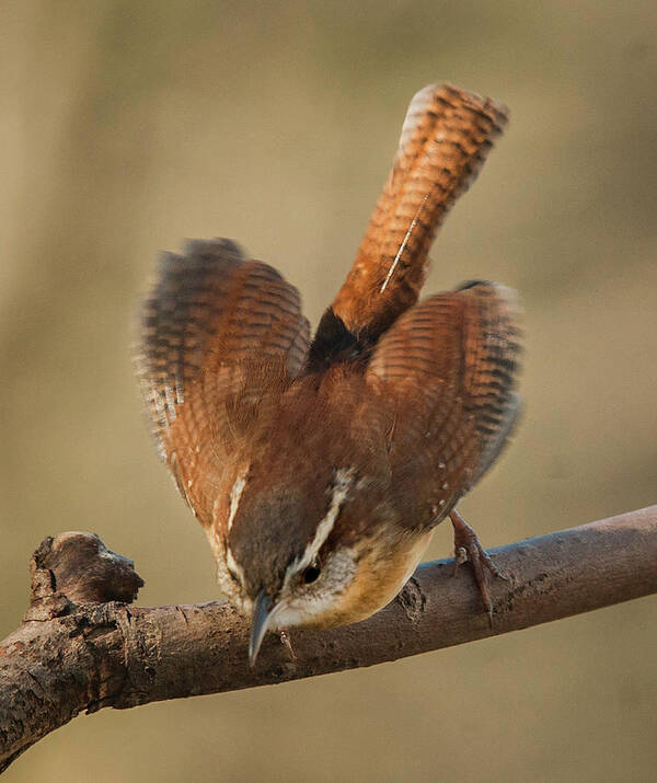 Carolina Wren Poster featuring the photograph Carolina Wren #2 by Jim Moore