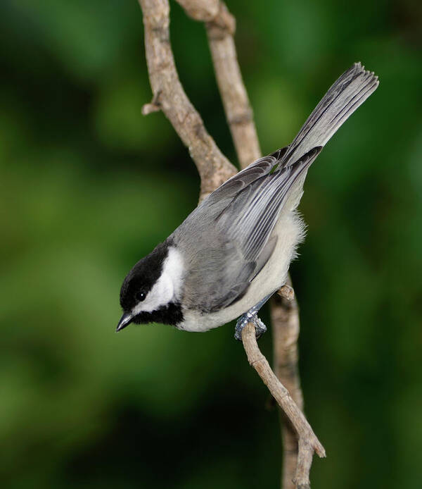 Black-capped Chickadee Poster featuring the photograph Chickadee #1 by Betty LaRue