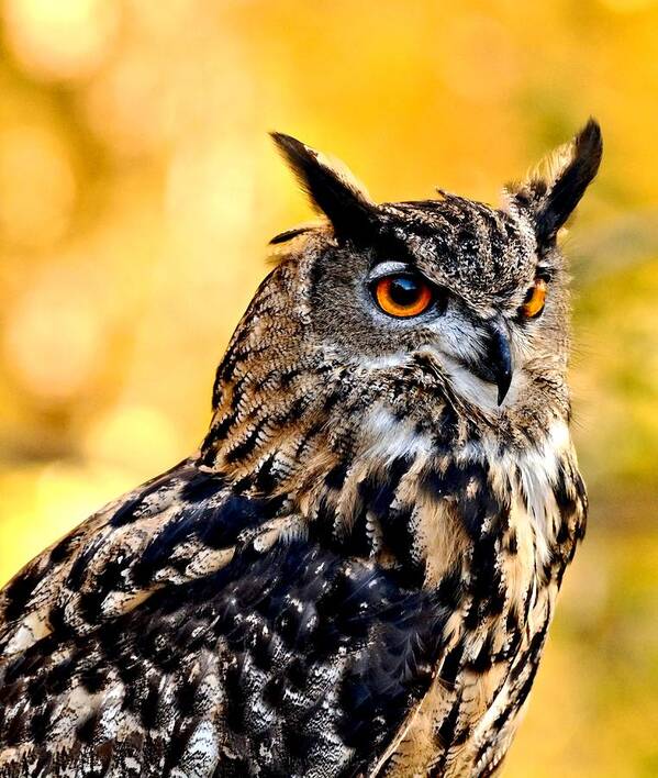Owl Poster featuring the photograph Eurasian Eagle Owl #2 by Amy McDaniel